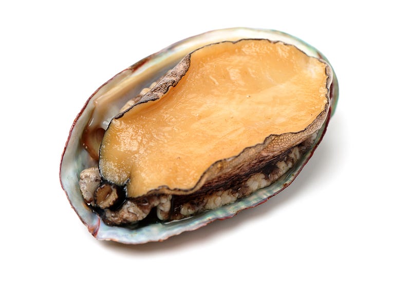 An abalone