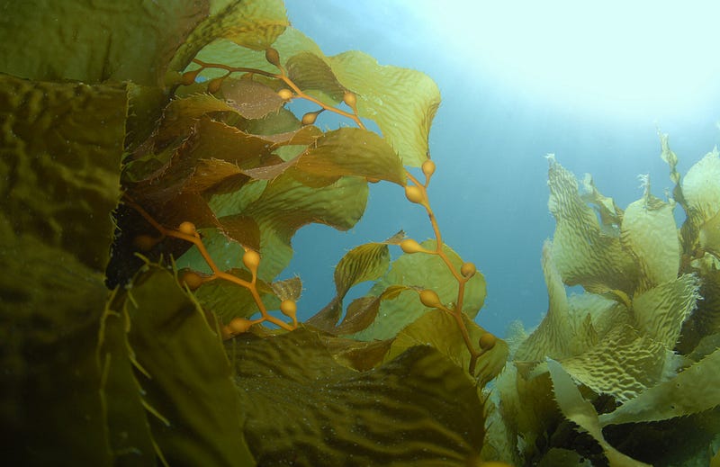 Giant kelp (Macrocystis pyrifera)