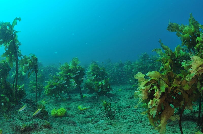 Spiny kelp forest (Ecklonia radiata)