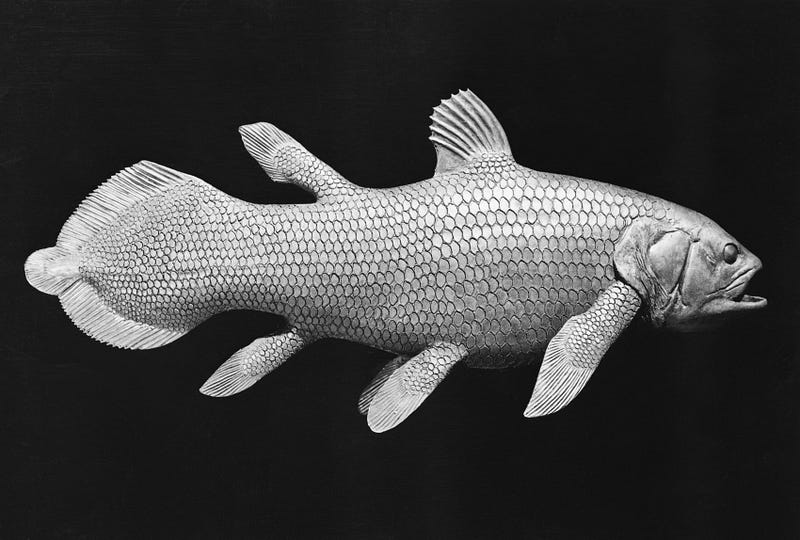 Model of a coelacanth, rediscovered after thought extinct.