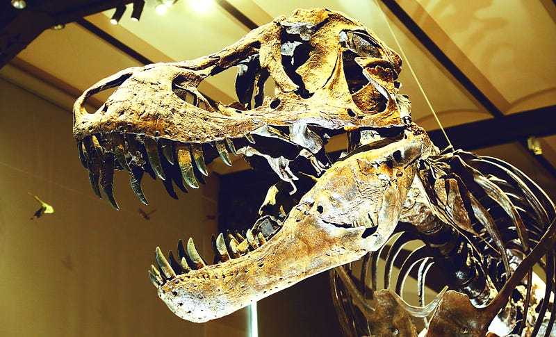 A molding of a T.rex skeleton at the Royal Belgian Institute of Natural Sciences.