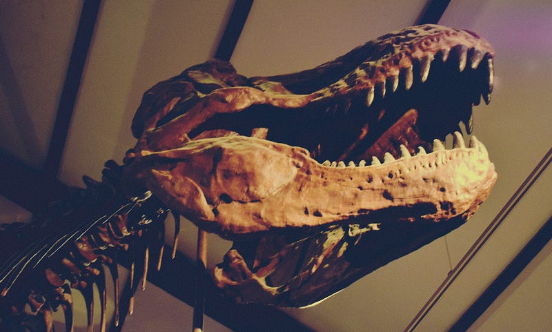 The powerful jaws of T.rex.