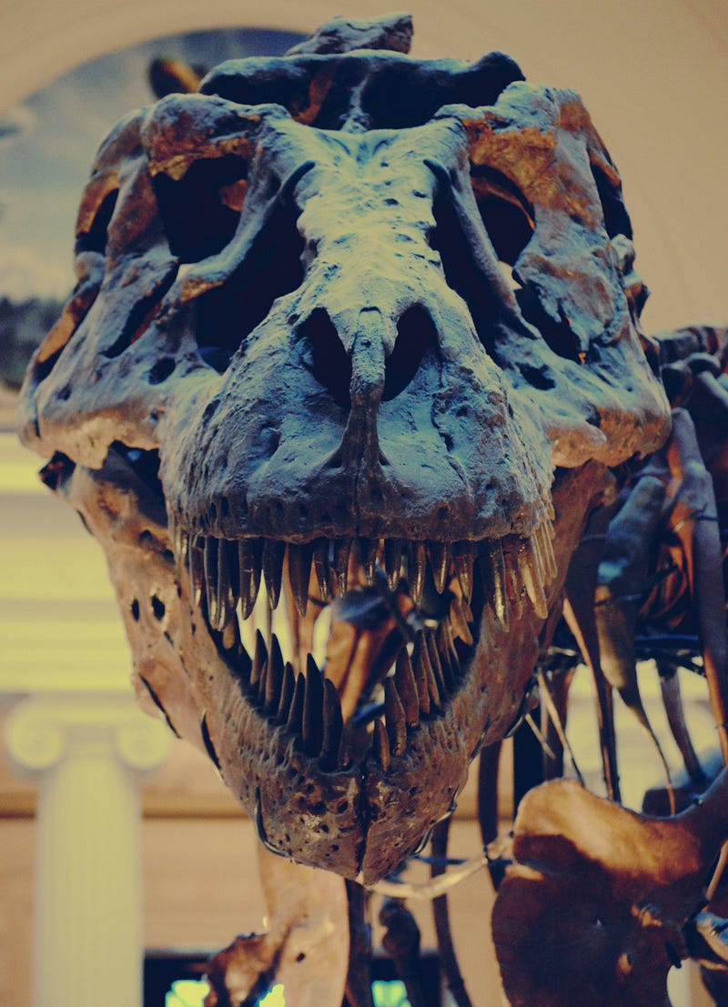 The eye sockets of T.rex are oriented forward for optimal depth perception.